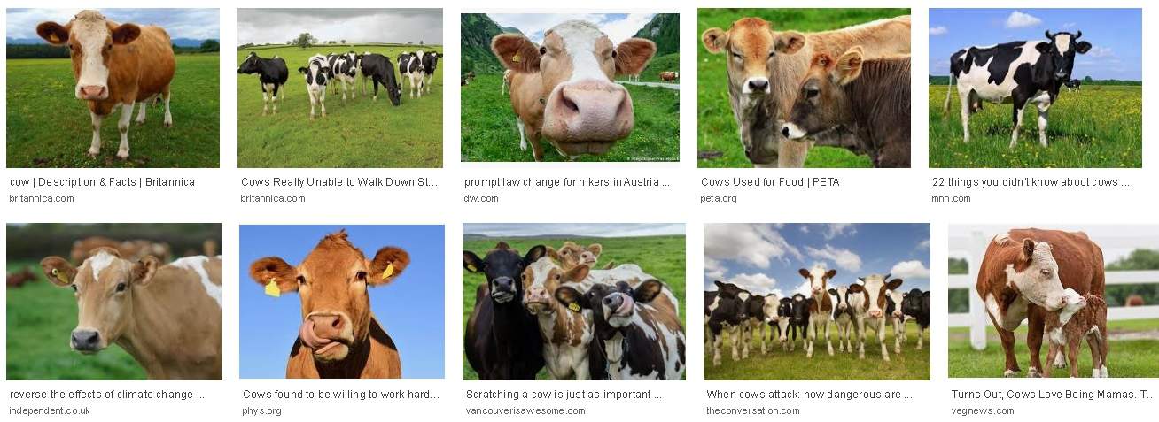 Google cow results
