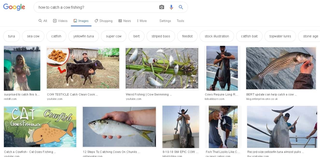 How to catch a cow fishing image results