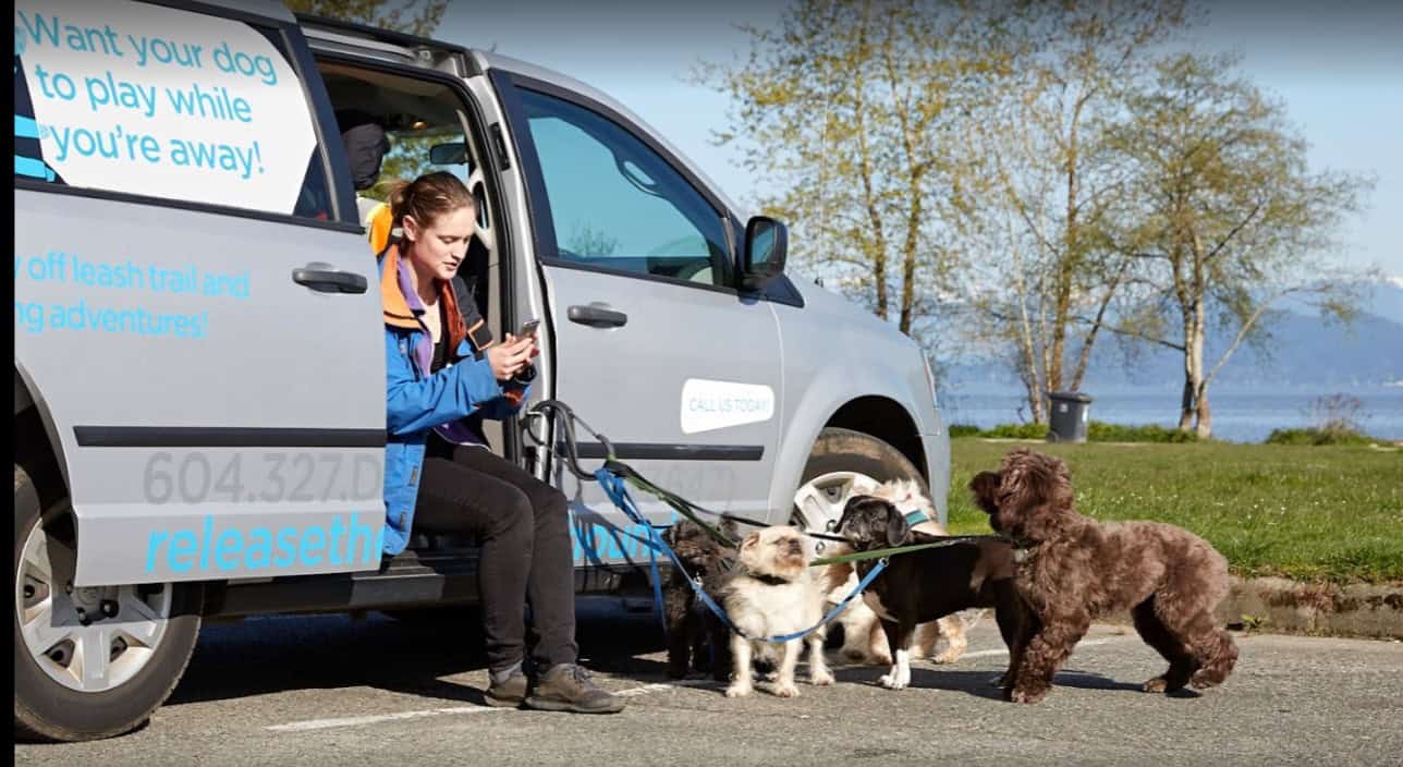 Release the hounds dog walker on a walk